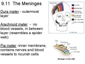 Dura mater