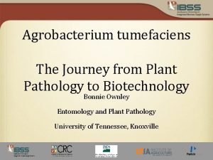 Agrobacterium tumefaciens The Journey from Plant Pathology to