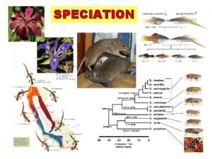 Parapatric speciation