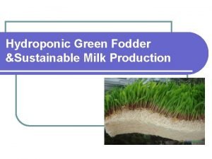 Hydroponic Green Fodder Sustainable Milk Production What is