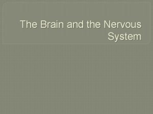 Structure of nervous system graphic organizer