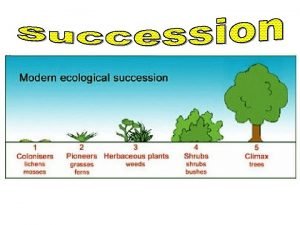 What is primary succession
