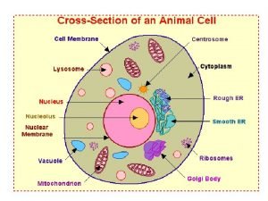 Cytosol Cytoplasm refers to the jellylike material with