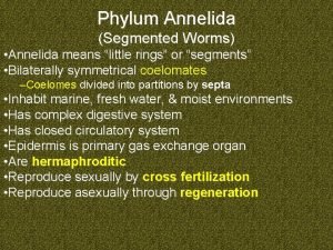 Segmentation of phylum porifera