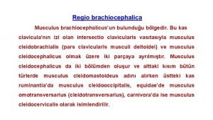 Regio brachiocephalica Musculus brachiocephalicusun bulunduu blgedir Bu kas