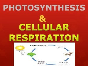 PHOTOSYNTHESIS CELLULAR RESPIRATION Cells All organisms are made