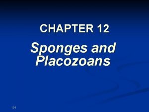 Sponge choanocytes