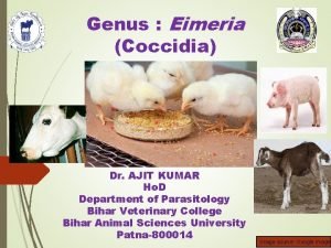 Genus Eimeria Coccidia Dr AJIT KUMAR Ho D
