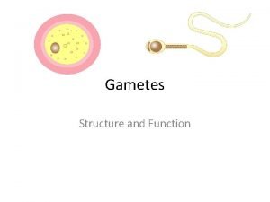 Gametes Structure and Function Human Ovum Human Sperm