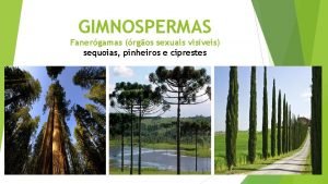 Gimnospermas reprodução