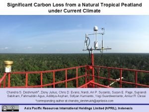 Significant Carbon Loss from a Natural Tropical Peatland