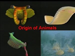 Origin of Animals 1 Evolution of Development Evolution