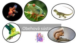 Obehov sstava o musm vedie Ak vznam m