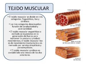 TEJIDO MUSCULAR El tejido muscular se divide en