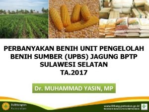 PERBANYAKAN BENIH UNIT PENGELOLAH BENIH SUMBER UPBS JAGUNG