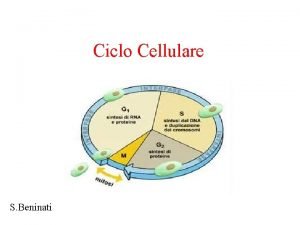 Ciclo cellulare schema