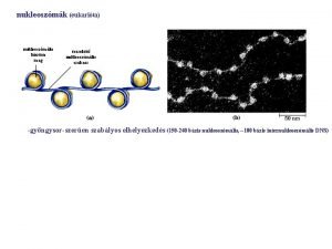 nukleoszmk eukarita nukleoszmlis hiszton mag sszekt nukleoszmlis szakasz