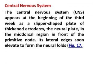 Central Nervous System The central nervous system CNS