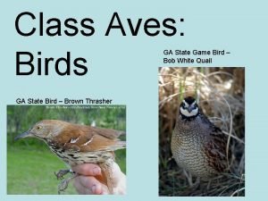 Class Aves Birds GA State Game Bird Bob