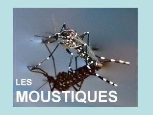 LES MOUSTIQUES Le moustique Antennes longues Ailes aux