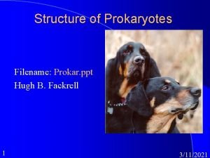 Structure of Prokaryotes Filename Prokar ppt Hugh B