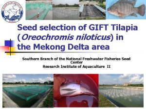 Seed selection of GIFT Tilapia Oreochromis niloticus in