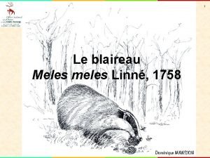 1 Le blaireau Meles meles Linn 1758 2