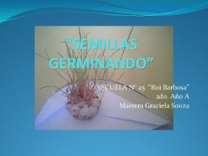 SEMILLAS GERMINANDO ESCUELA N 25 Rui Barbosa 2