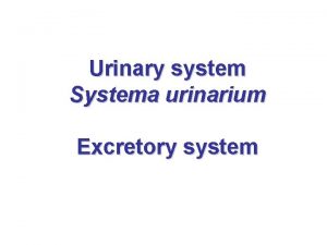 Systema urinarium