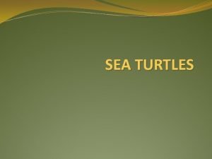 SEA TURTLES An Introduction to Sea Turtles Sea