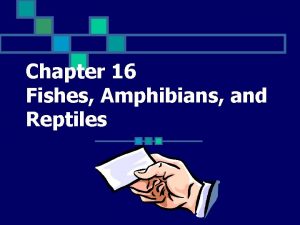 Chapter 16 Fishes Amphibians and Reptiles An animal