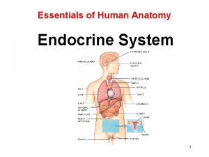 Endocrine anatomy