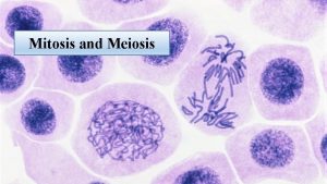 Mitosis and Meiosis Chromosome a single DNA molecule