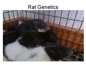 Rat Genetics Male Rat Dad Phenotype Black Hair