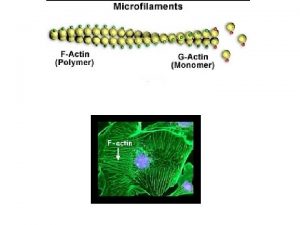 Estructura del cilios