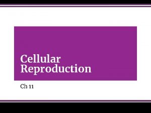 Cellular Reproduction Ch 11 Cell Cycle Cells reproduce