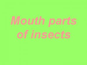 Siphoning mouth parts