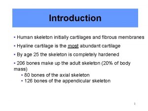 Central canal bone