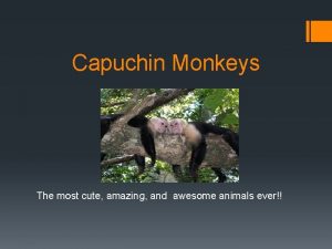 Cute capuchin monkey