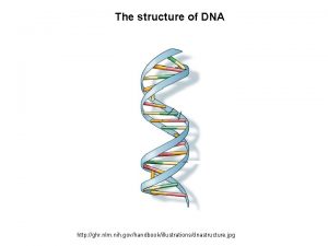 The structure of DNA http ghr nlm nih