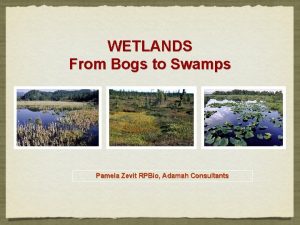 WETLANDS From Bogs to Swamps Pamela Zevit RPBio