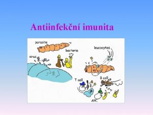 Antiinfekn imunita Obrana proti extracelulrnm patogenm Obrana proti