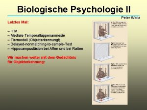 Biologische Psychologie II Peter Walla Letztes Mal H