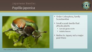 Japanese Beetle Popillia japonica Order Coleoptera family Scarabaeidae