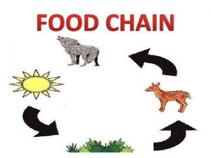 Food chain with a lion