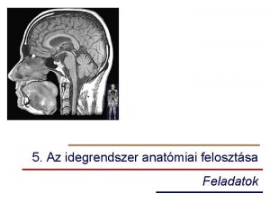 5 Az idegrendszer anatmiai felosztsa Feladatok Memorizlst segt