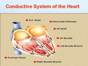 Conductive System of the Heart Conduction system The