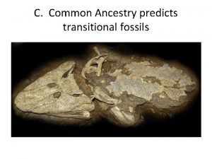 C Common Ancestry predicts transitional fossils The late