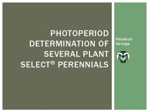 PHOTOPERIOD DETERMINATION OF SEVERAL PLANT SELECT PERENNIALS Rebekah