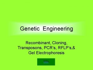Genetic Engineering Recombinant Cloning Transposons PCRs RFLPs Gel
